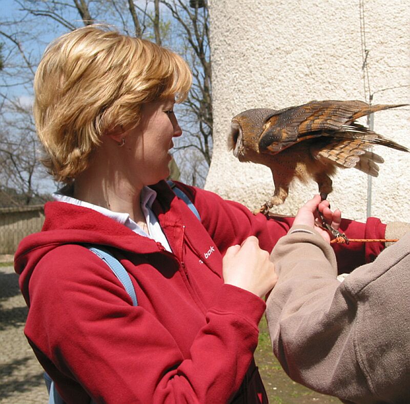 Sovička útočí na Holčičku