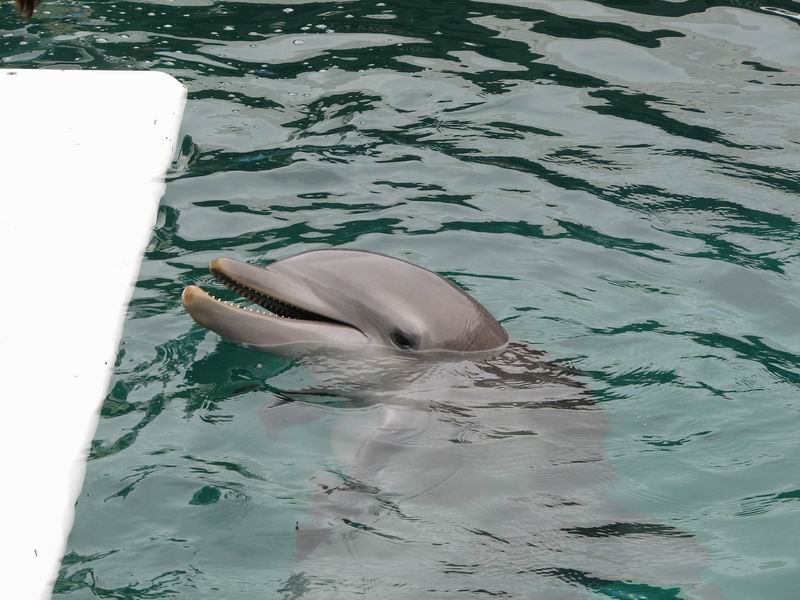 Delfíní předváděčka