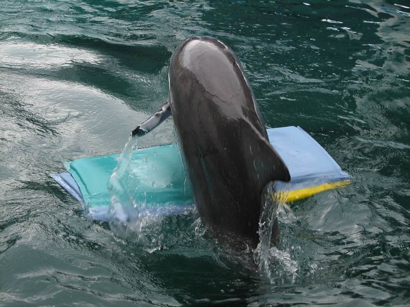 Delfíní předváděčka