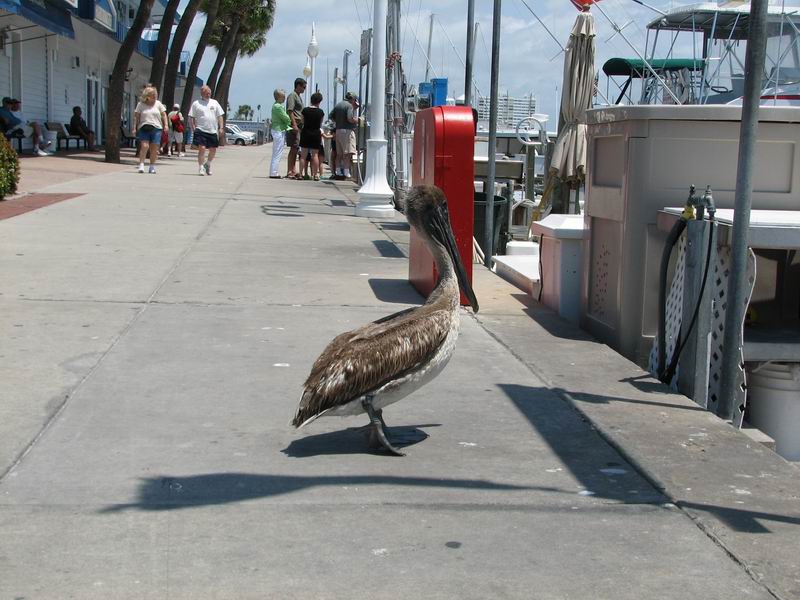 Pelikán na procházce