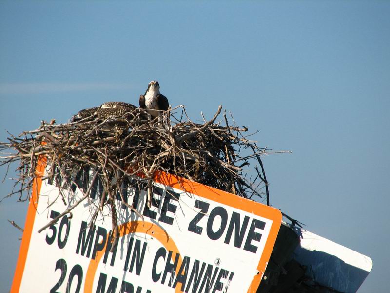 Zpomalit a pozor na kapustňáky
