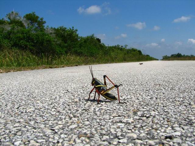 Cvrččí rodinka na vejletě