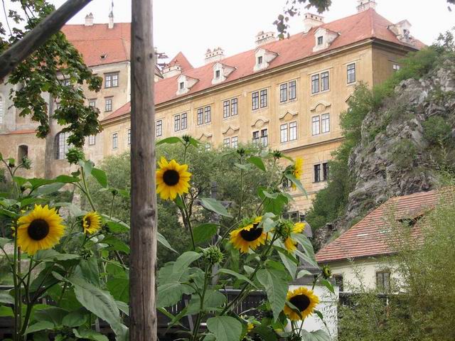 Slunečnice místo sluníčka