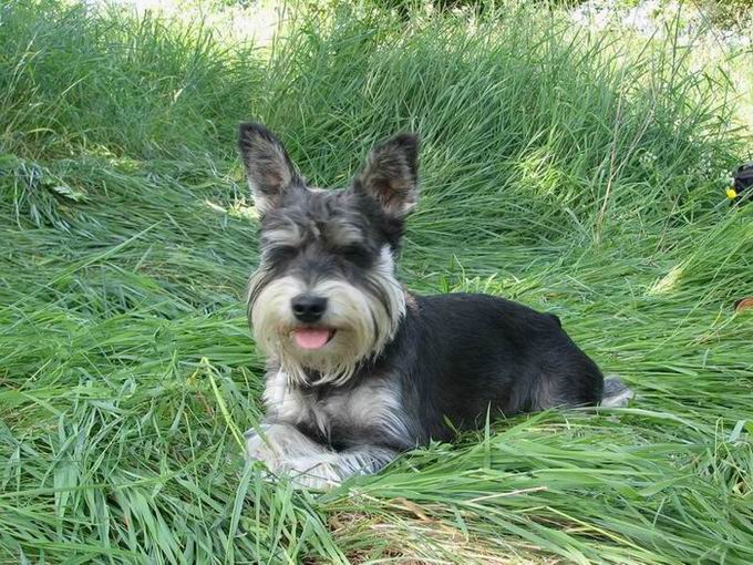 Kubánec chytá klíšťata