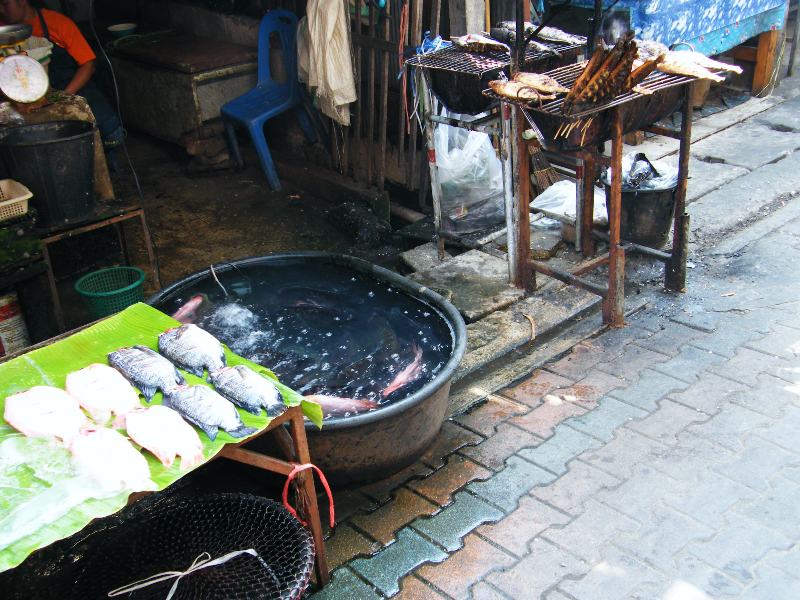 ryby živé, mrtvé i ugrilované