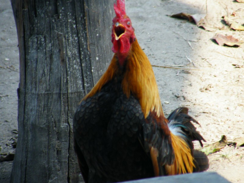 vesnice se vyznačovala obrovským množstvím celý den i noc kokrhajících kohoutů