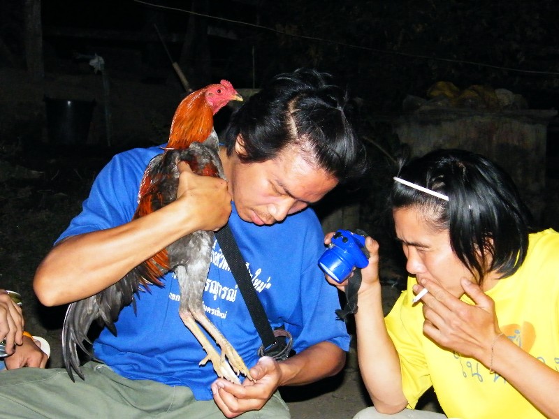 hodnocení, jestli se kohout hodí pro kohoutí zápasy