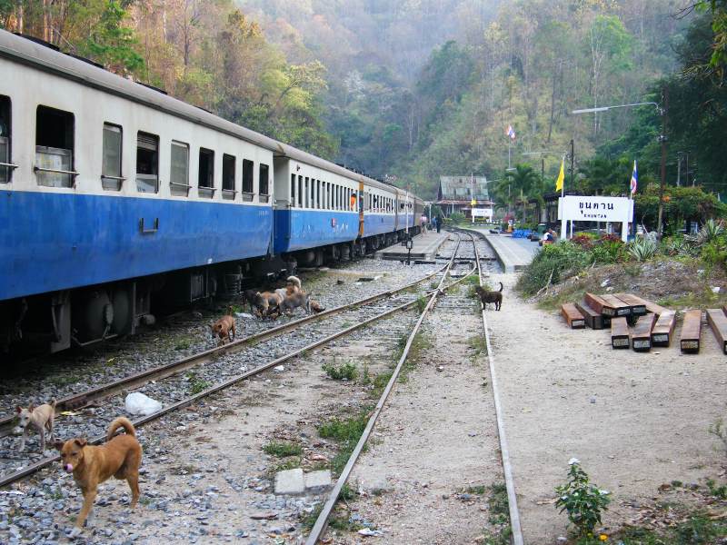 příjezd vlaku nejvíc zaujal místní smečku vořechů
