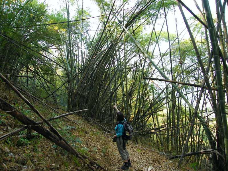zuzička v bambusovém háji