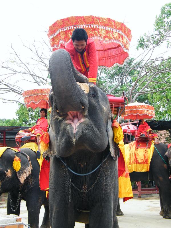 slon ve starém královském městě Ayuthaye