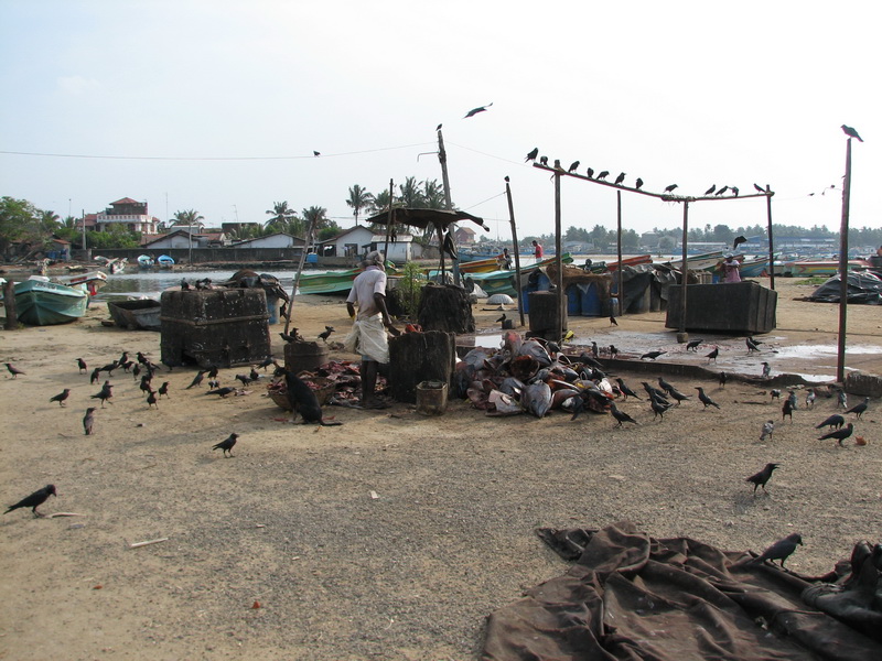 Negombo - zpracování rybích zbytků