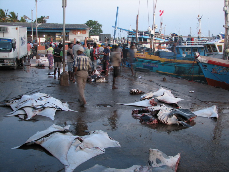 Negombo - rybí trh po ránu