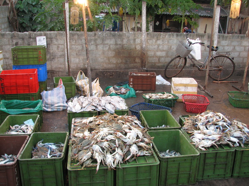 Negombo - pár krabíků