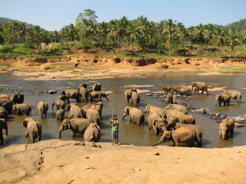 Pinnewala - pár sloníků