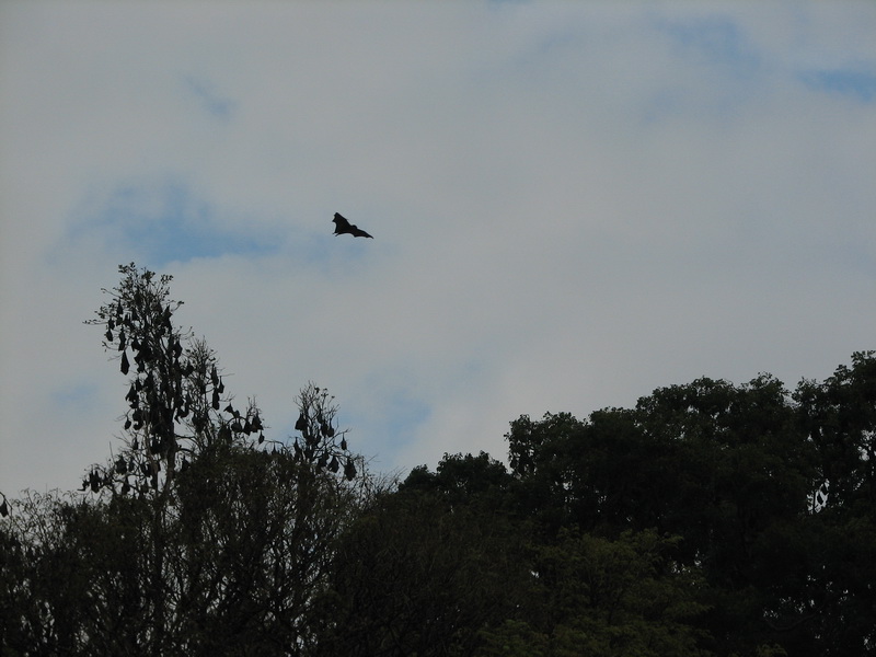 Kandy - botanická zahrada - pár netopejrů