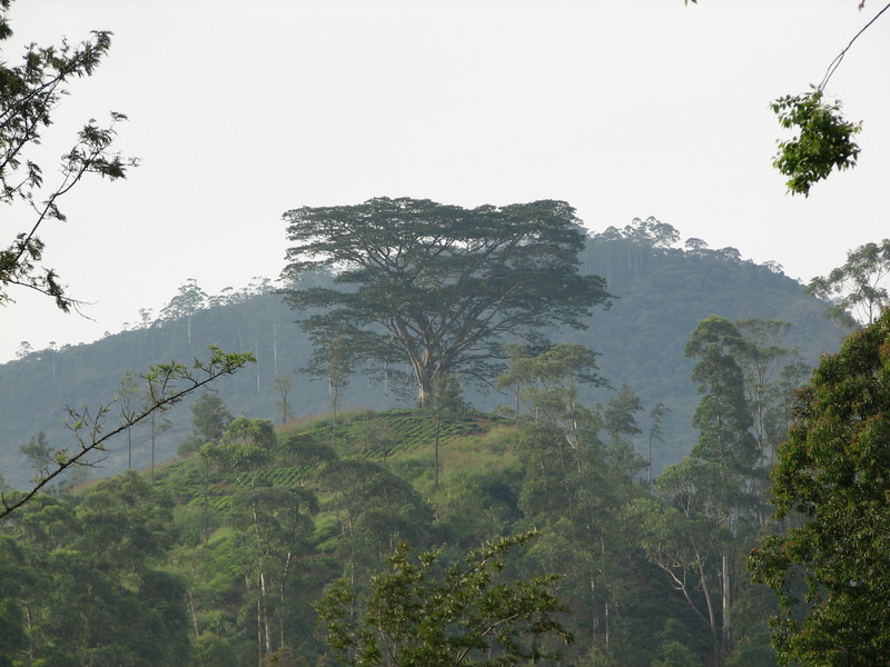 Maskeliya - strom v oparu