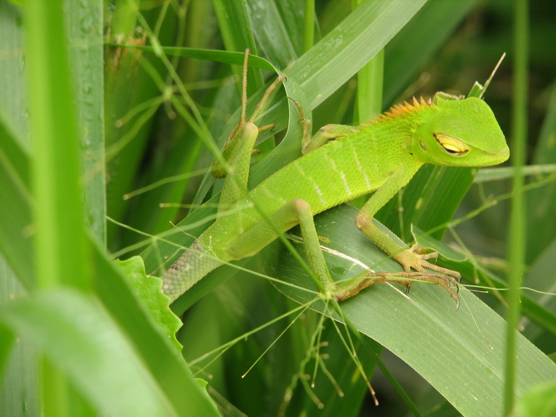 Sinharaja (deštný prales) - zvířena