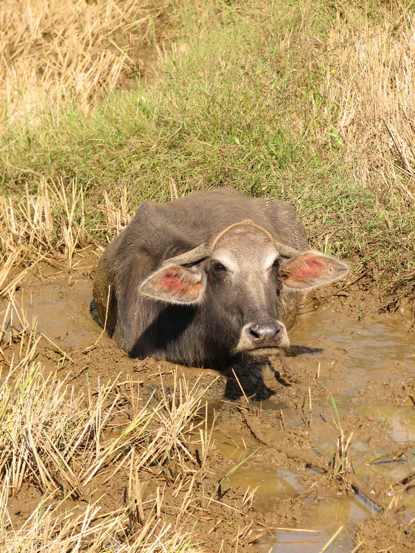 Sinharaja (deštný prales) - zvířena