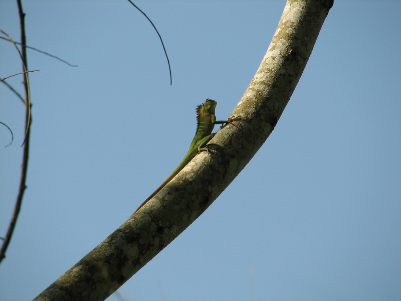Sinharaja (deštný prales) - zvířena