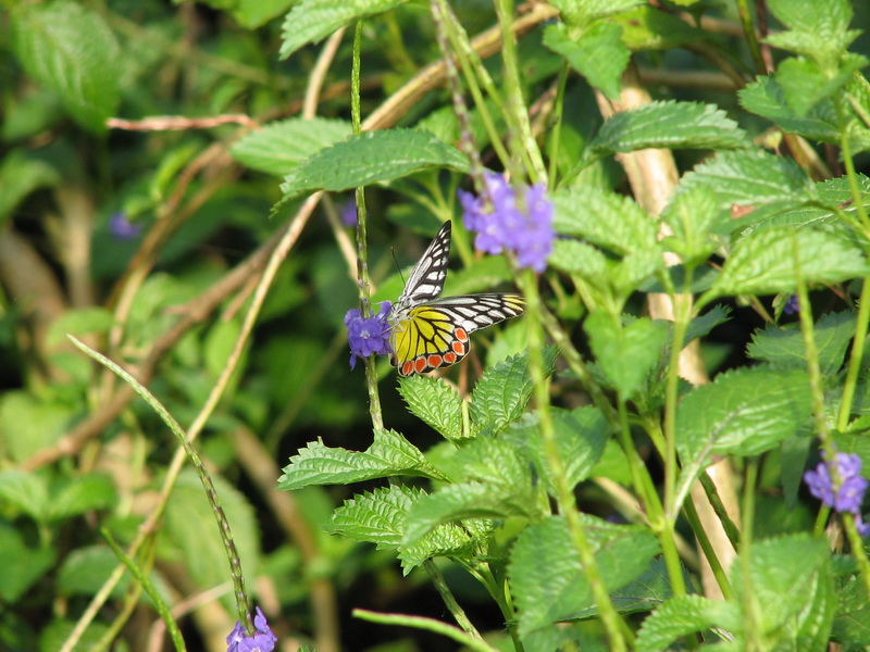Sinharaja (deštný prales) - motýlek