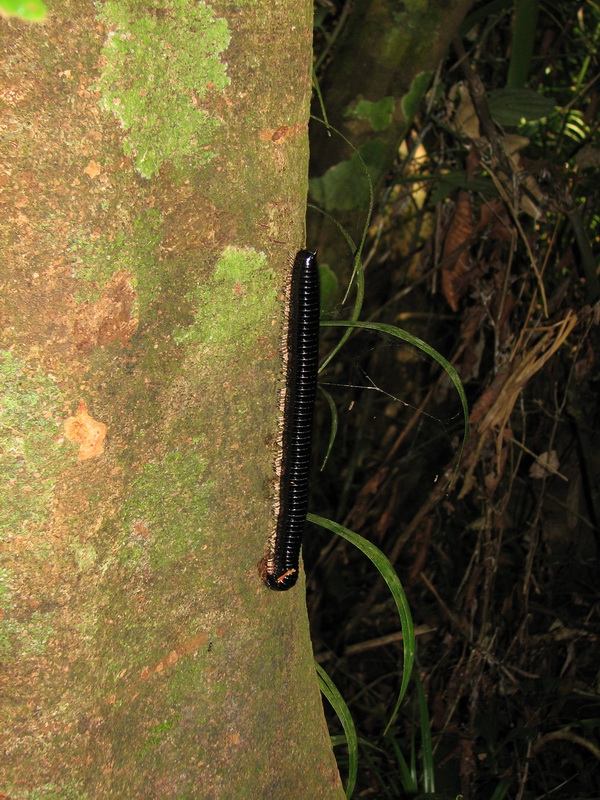 Sinharaja (deštný prales) - tisícinožka