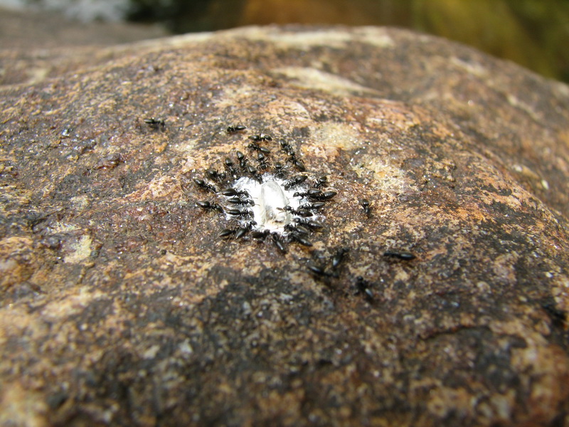 Sinharaja (deštný prales) - mravencí na hostině