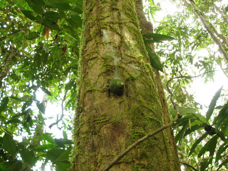 Sinharaja (deštný prales) - šnek