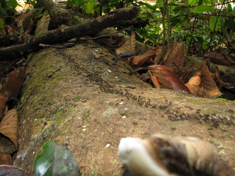 Sinharaja (deštný prales) - mravenčí dálnice