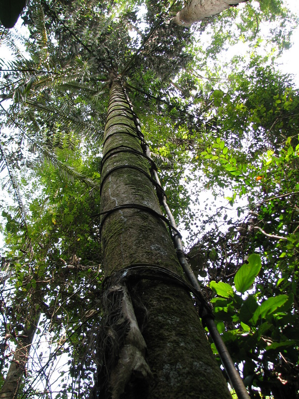 Sinharaja (deštný prales) - parazit