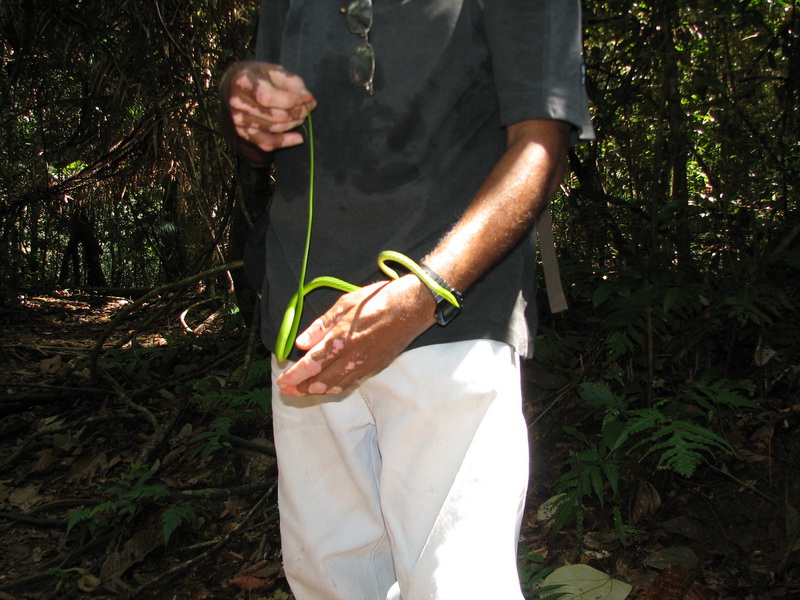 Sinharaja (deštný prales) - pali pro nás chytil hádka