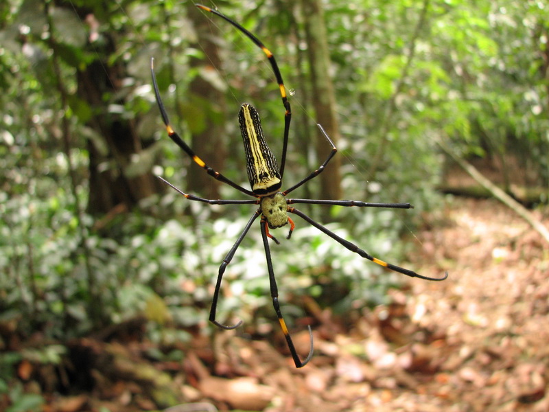 Sinharaja (deštný prales) - pavouček