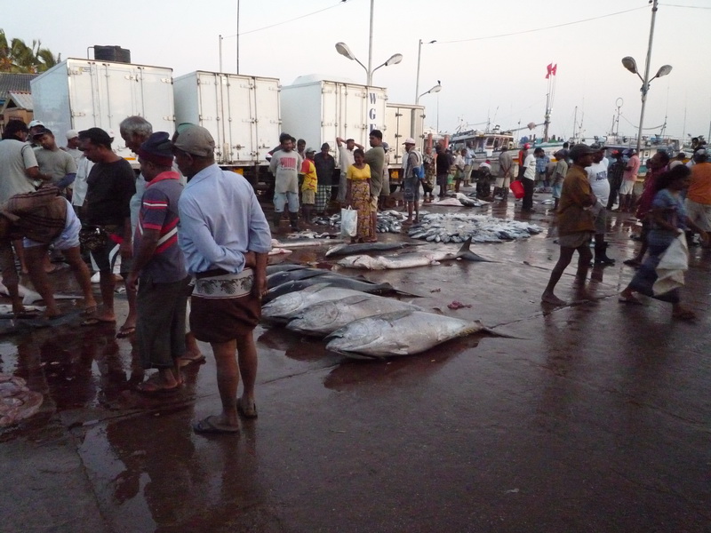 Negombo - rybí trh po ránu