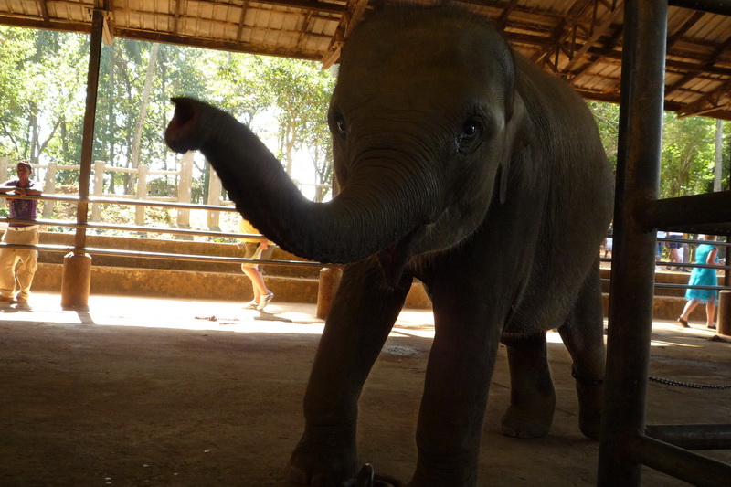 Pinnewala - mladej provokatér