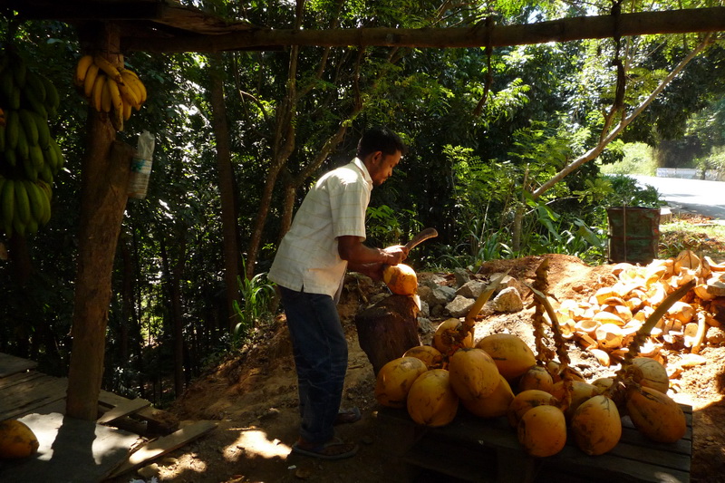 Kokos - nejdřív se mačetou usekne špička