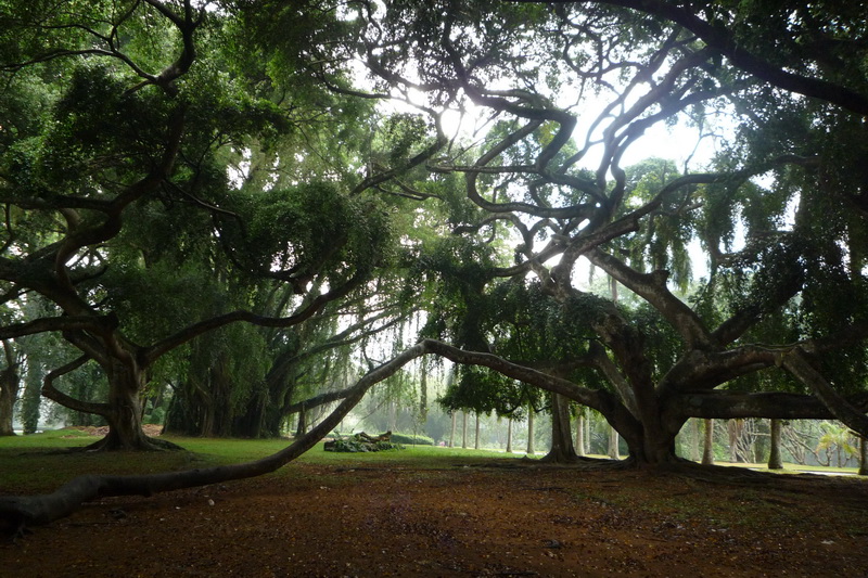 Kandy - botanická zahrada