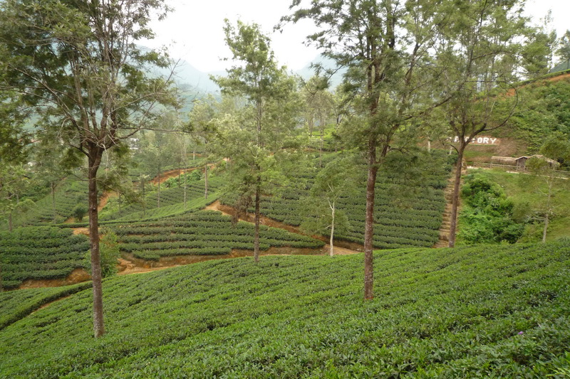 Maskeliya - čaj je prostě všude