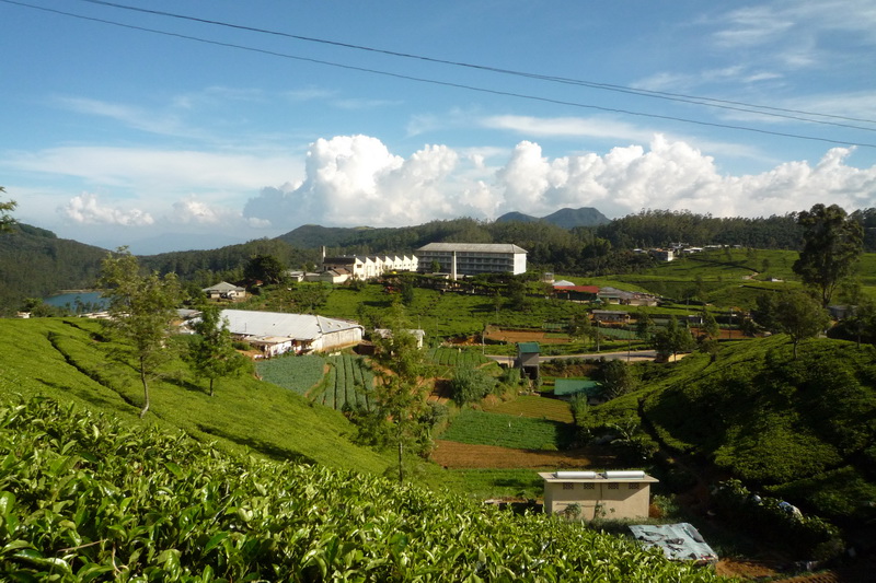 Nuwara Eliya - Pedrova továrna na zpracování čaje