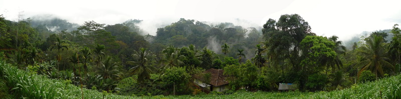 Sinharaja (deštný prales) - panorama