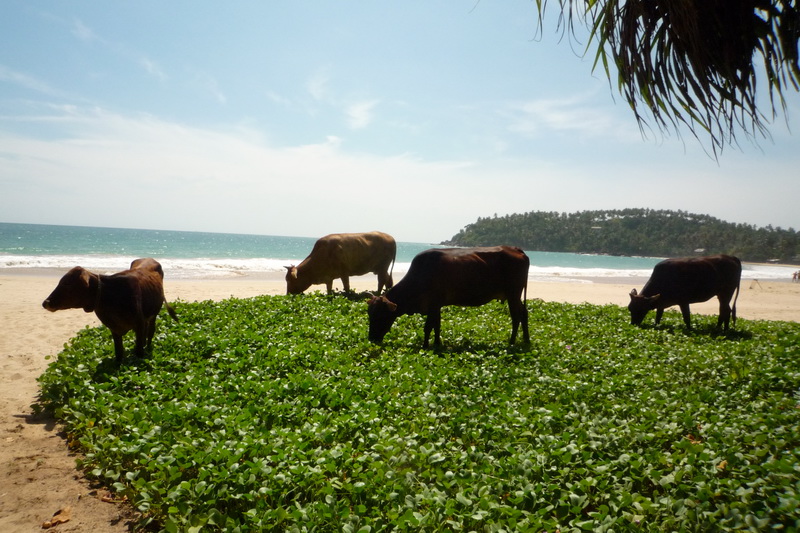 Mirissa - krávy u nás před barákem