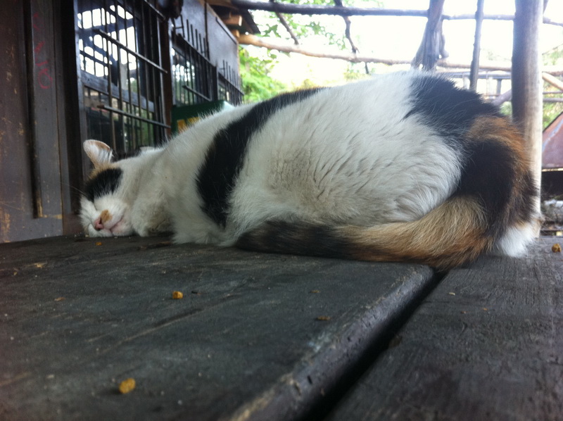 Vzteklá kočka v Prokopáku