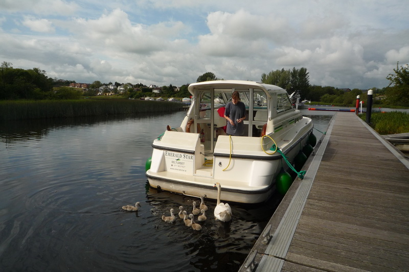 Ivoš s labutí rodinkou