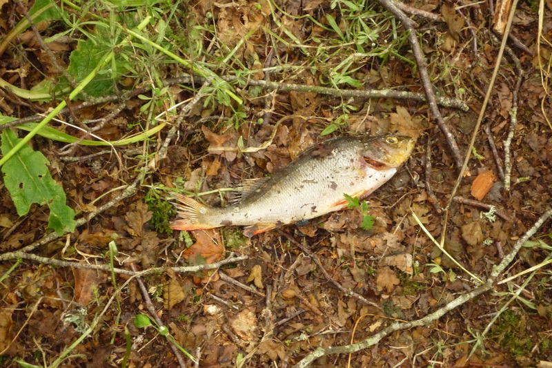 Jediná ryba, kterou jsme potkali