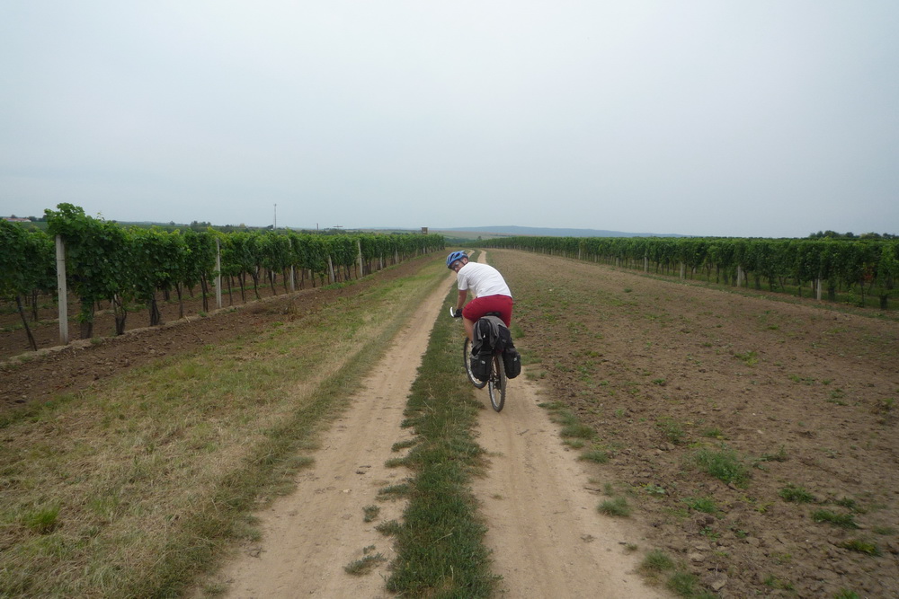 Cestou mezi vinicema