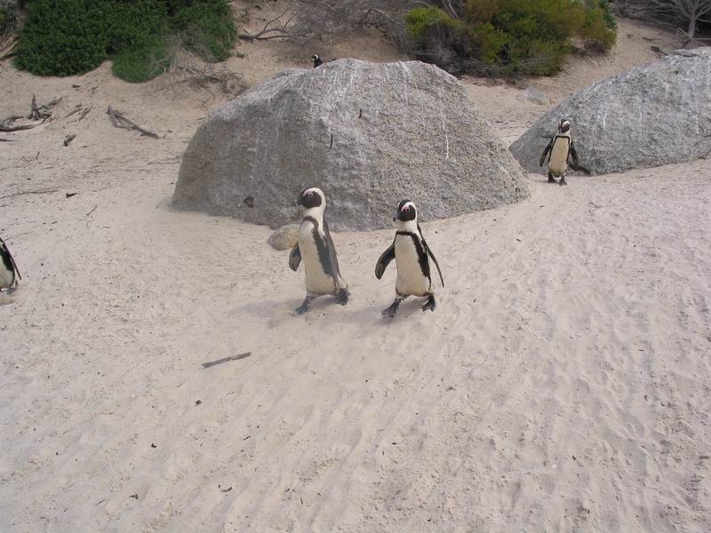 Tučňáci na pláži