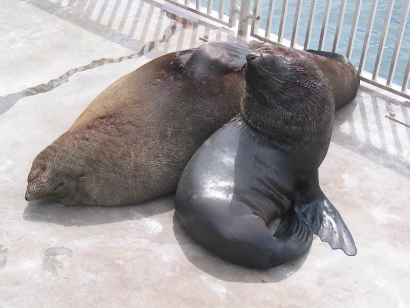 Tuleni na Waterfrontu