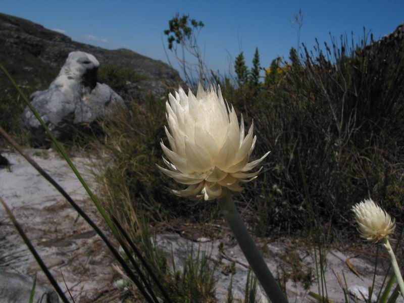 Table mountain - květinka