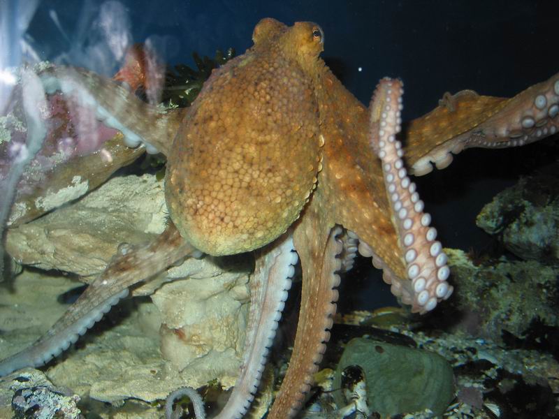 V akváriu - chobotnice