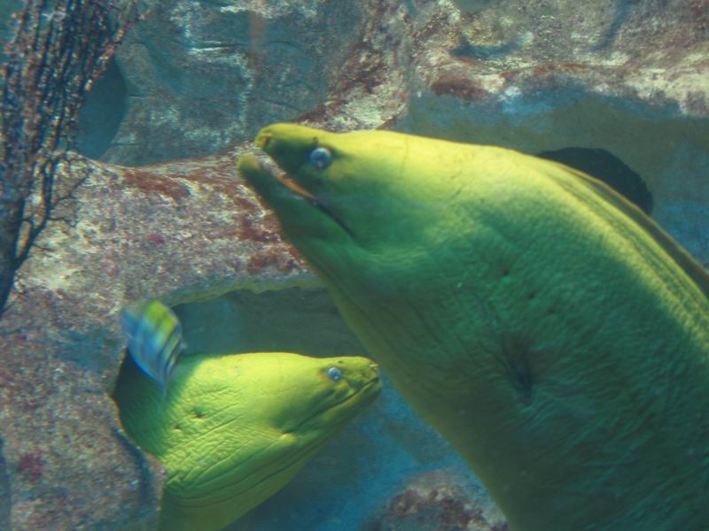 V akváriu - murény