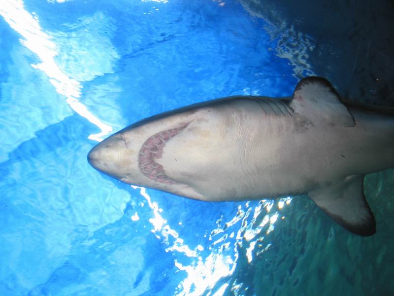 V akváriu - žraločí tesáky