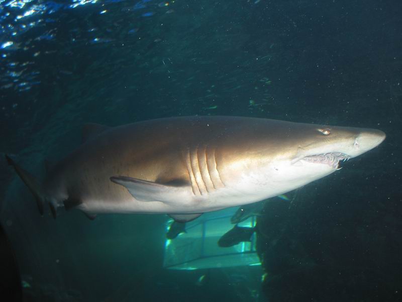 V akváriu - žralok